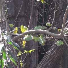IMG_2397