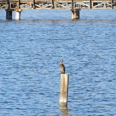IMG_4296