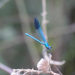 IMG_4043