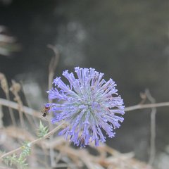 IMG_4056