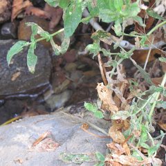 IMG_4023