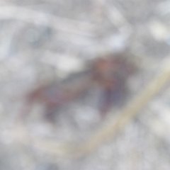 IMG_4029