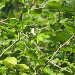 IMG_4034