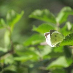 IMG_4035