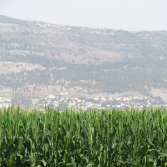 IMG_3888