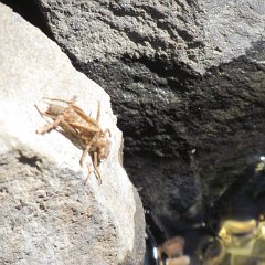IMG_3595