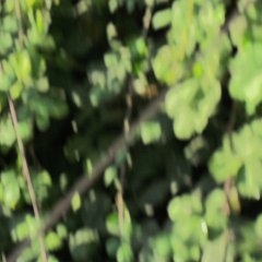 IMG_4967