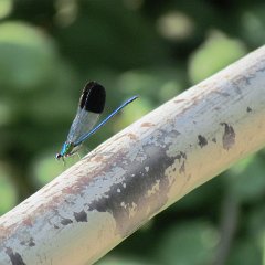 IMG_4968