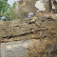 IMG_4982