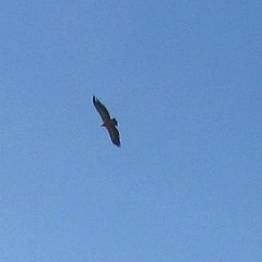 IMG_4464a