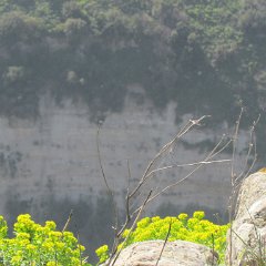 IMG_4470