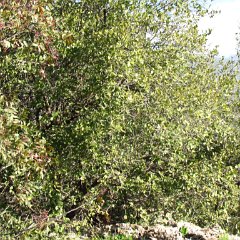 IMG_4378