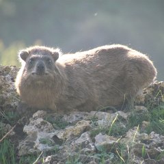 IMG_4379