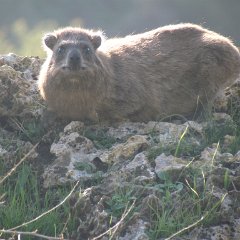 IMG_4380