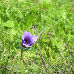 IMG_4432
