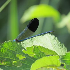 IMG_4831