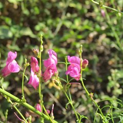 IMG_4836