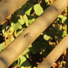 IMG_5035