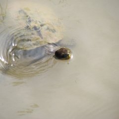 IMG_4779