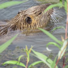 IMG_4790