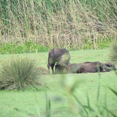 IMG_4791