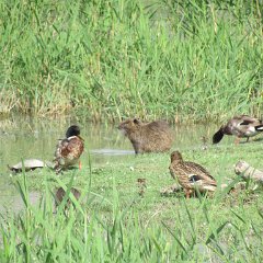IMG_4794