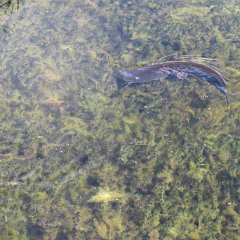 IMG_4798
