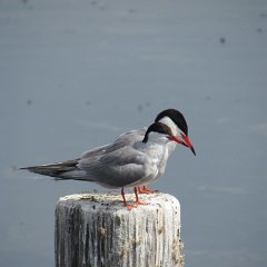 IMG_4811