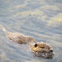 IMG_4817