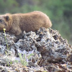 IMG_4736