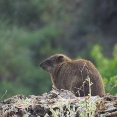 IMG_4738