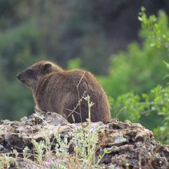 IMG_4739