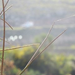 IMG_4641