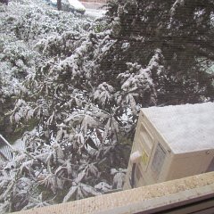 IMG_4523