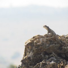 IMG_5704