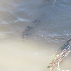 IMG_6042