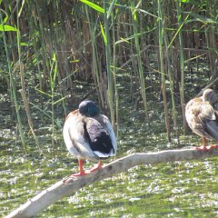 IMG_6052