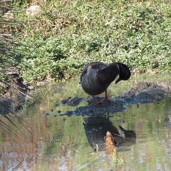 IMG_6054