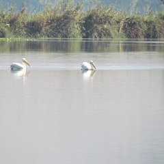 IMG_6081