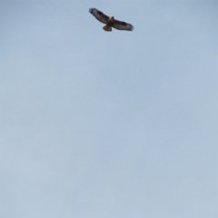 IMG_6221