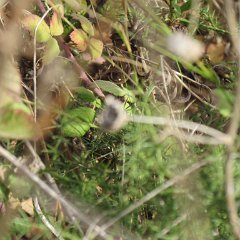 IMG_6232