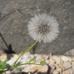 IMG_5463