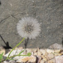 IMG_5464