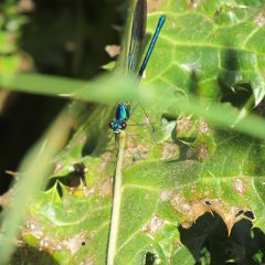 IMG_5534