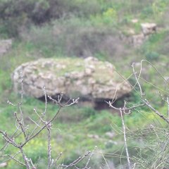 IMG_5347