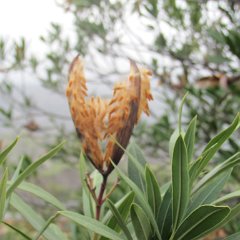 IMG_5349