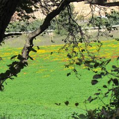 IMG_5429