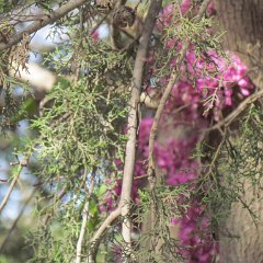IMG_5431