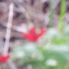 IMG_5433