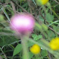 IMG_5441